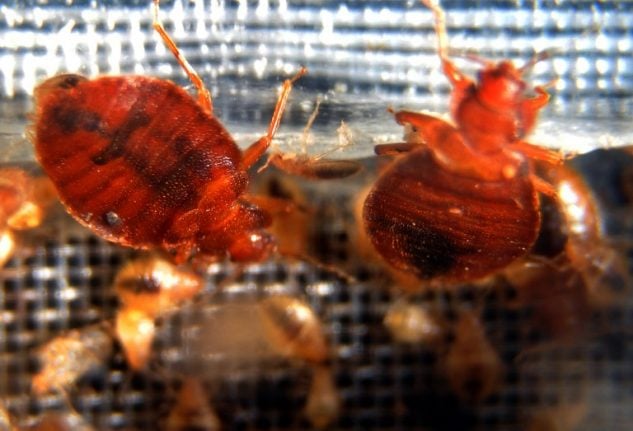 Are Americans really behind the bed bug explosion in Paris?