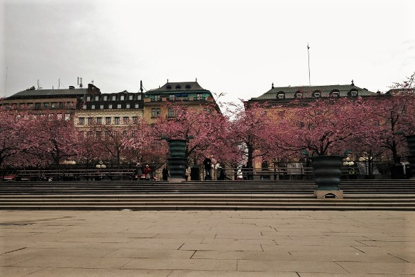 IN PICTURES: Cherry blossoms at Kungsträdgården, Stockholm