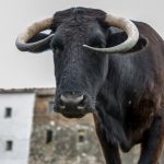 Animal-loving Spaniards launch campaign to save pet cow from slaughter