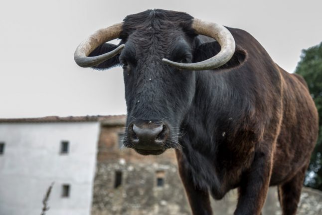 Animal-loving Spaniards launch campaign to save pet cow from slaughter