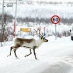 Norway to kill 2,000 reindeer to eradicate disease