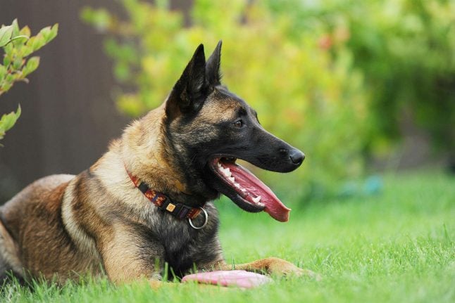 Danish sniffer dog stolen twice in one week