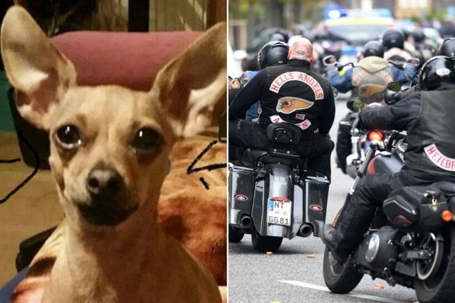 Hells Angels prowl streets of Leipzig in hunt for kidnapped chihuahua