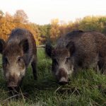 British ambassador bruised after boar gives chase in Vienna park