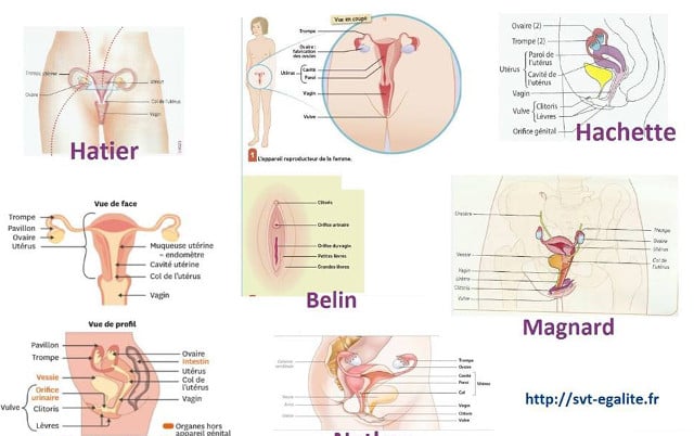 France publishes first school textbook depicting the clitoris