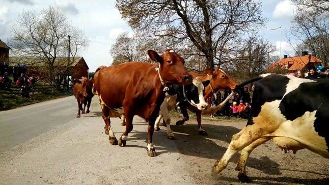 Is this cow celebration Sweden’s weirdest tradition?