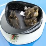 Police save ducklings from busy Autobahn using officer’s hat