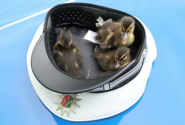Police save ducklings from busy Autobahn using officer's hat