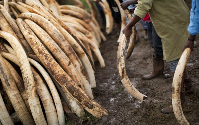 Swedes still buying ivory while abroad: WWF