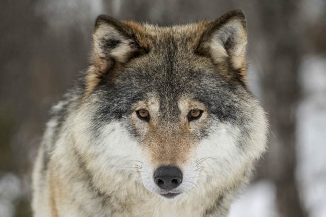 Norwegian government could lose voters over wolves