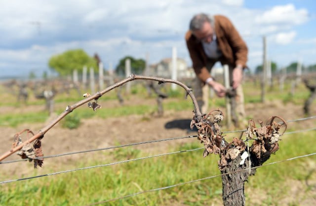 French winegrowers pin hopes on June bloom to save harvest