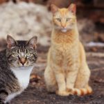 North Denmark village hit by ‘feline AIDS’ epidemic