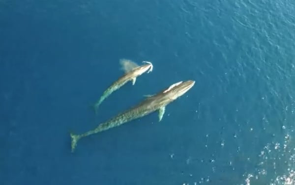 Drones capture stunning images of rare whales in the Med