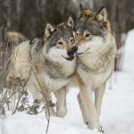 Wolves walked 500 kilometres to return to Denmark
