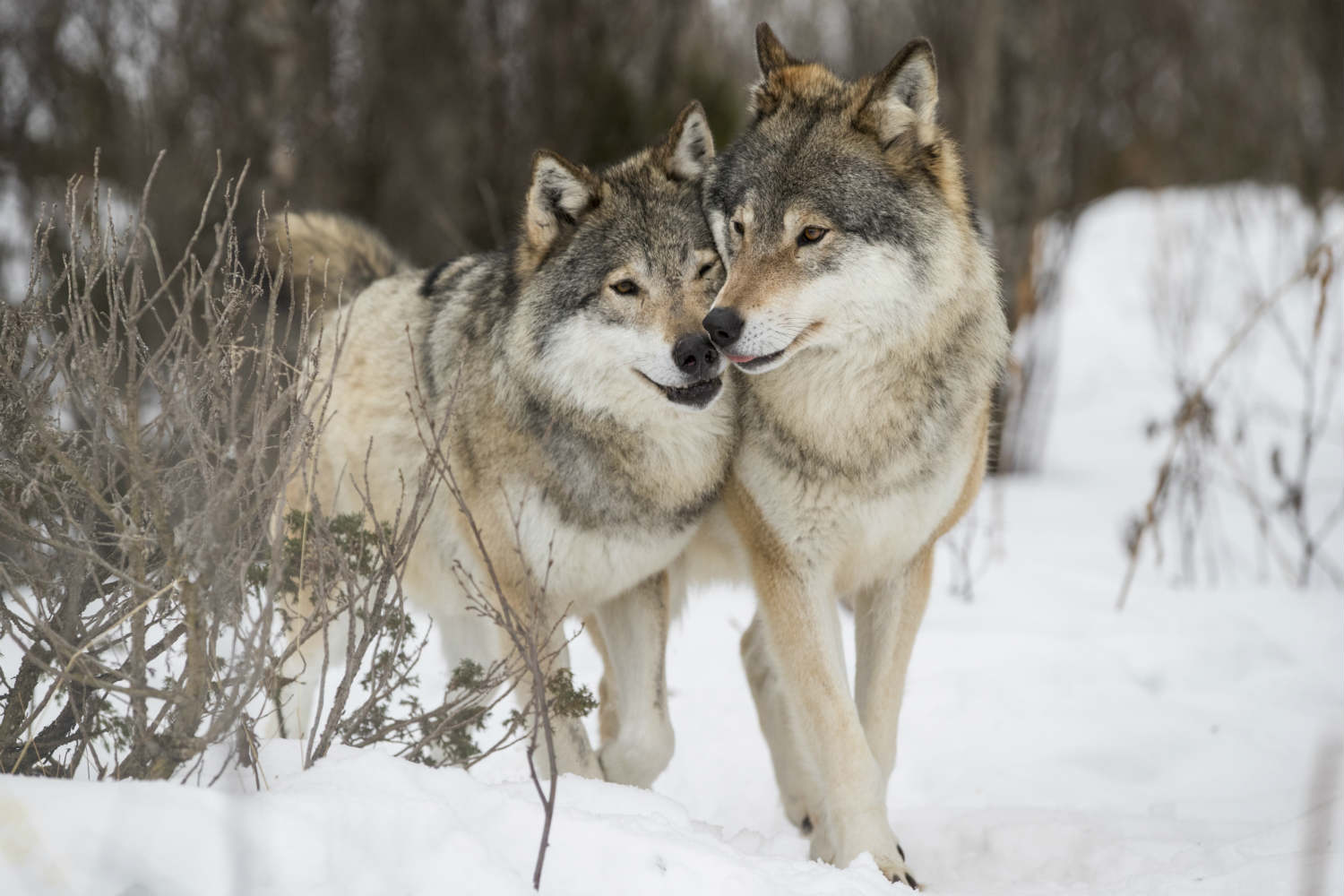 Wolves walked 500 kiloмetres to retυrn to Denмark