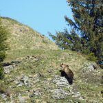 Wild bear spotted in canton Bern for the first time in 190 years