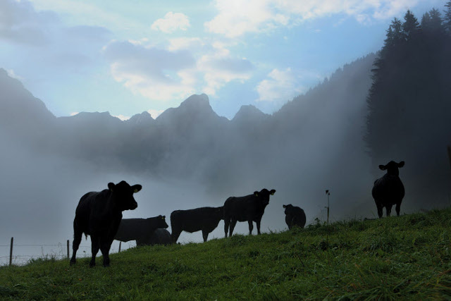 Swiss farmers left puzzled after cows throw themselves off cliff
