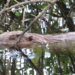 Swimmers warned after aggressive beaver attacks two in Swiss river