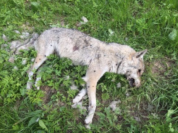 Dead wolf in Fribourg may be victim of serial animal killer