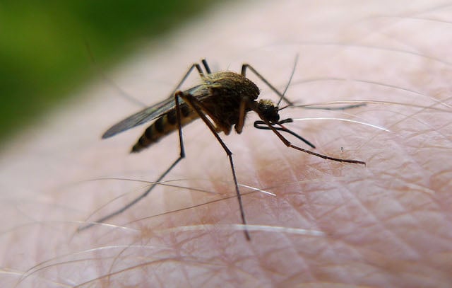 Why Sweden wants your help to catch mosquitoes