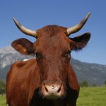 Cow gores woman to death in Austrian Alps