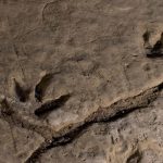 Traces of new dinosaur discovered during construction of Swiss motorway