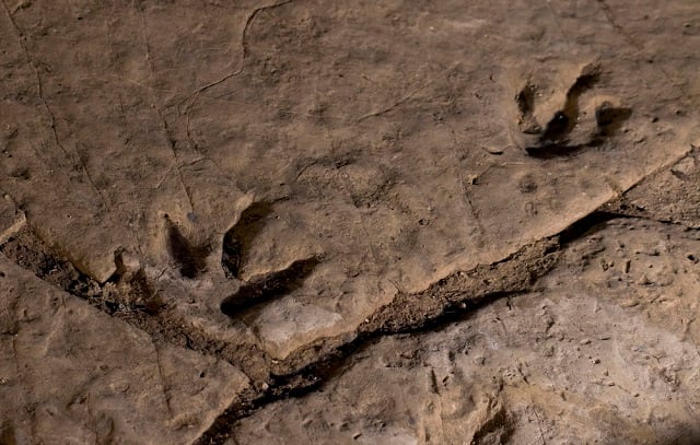 Traces of new dinosaur discovered during construction of Swiss motorway