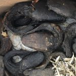 ‘Care parcel’ of rotting snake heads and larvae denied entry to Germany