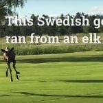 WATCH: Elk calf chases Swedish golfer