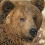 What does the future hold for Italy’s native bears?