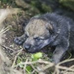 Norwegian zoo shows off cute new wolf cubs