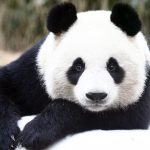 Berlin zoo to welcome two new giant pandas
