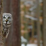 Rare owl sightings soar in Norway’s Hedmark County