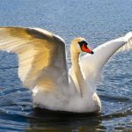 Aggressive Norwegian swan gets stay of execution after authority u-turn