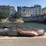 Paris: How did a ‘whale’ end up beached on the banks of the River Seine
