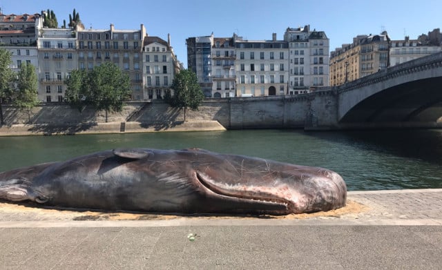 Paris: How did a ‘whale’ end up beached on the banks of the River Seine