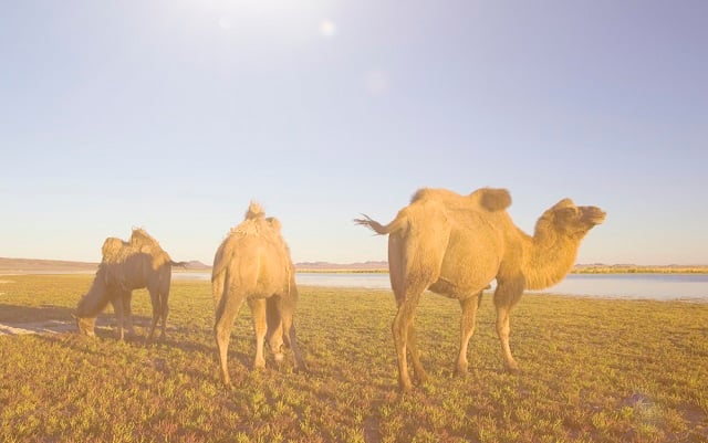 Four runaway camels have been tracked down in northern France