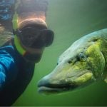 Norwegian police to investigate ‘fish mafia’