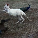 Escaped white kangaroo on the hop in Denmark