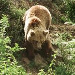 Bear chases flock of 209 sheep off a cliff to their death in Pyrenees
