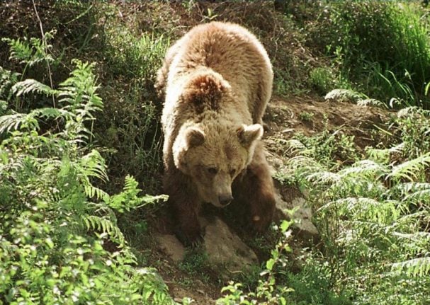 Bear chases flock of 209 sheep off a cliff to their death in Pyrenees