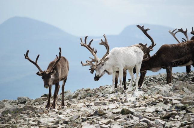 Norway cull of 2000 reindeer 'sign of panic': researcher