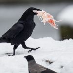 Ravens can plan ahead similar to humans, Swedish study shows