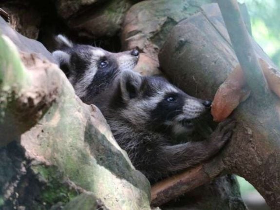 Raccoon births take zoo by surprise