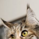 Swedish animal lover offers 10,000 reward for info on cat hit and run