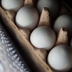 What you should know about the ‘toxic eggs’ found in 12 German states