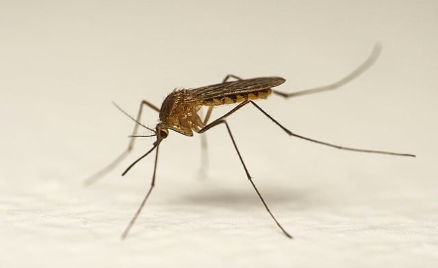 ‘Aggressive’ mosquito species has invaded Sweden, researchers say