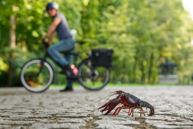 ‘Invasive’ American red crayfish are being spotted daily in Berlin park