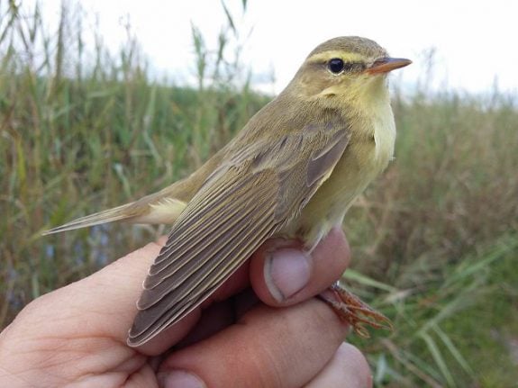 This tiny bird just flew 2,400 km from southern Spain to Sweden at a 'spectacular' speed