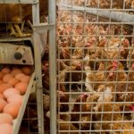 Millions of chickens face cull in ‘tainted egg’ health scandal